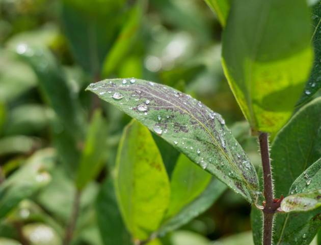 A closeup shot of green leaves covered with dewdrops on a blurred background